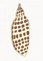 Image Not Available